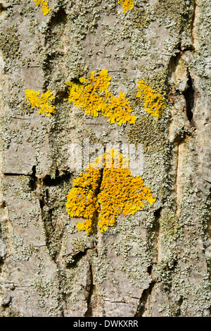 Lichen jaune sur un arbre écorce texture macro close up Baumstamm Baumrinde grau beige braun mit gelber Flechte Hintergrund Textur Banque D'Images