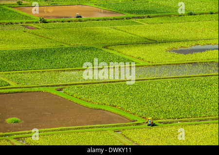 Hanalei Taro champs près de l'île de Kauai, Hawaii, États-Unis d'Amérique, du Pacifique Banque D'Images