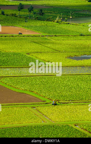 Hanalei Taro champs près de l'île de Kauai, Hawaii, États-Unis d'Amérique, du Pacifique Banque D'Images