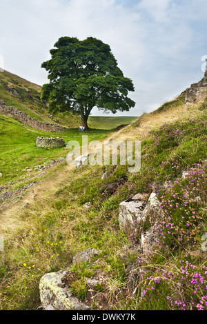 Mur d'Hadrien, Sycamore Gap, Northumbria Banque D'Images