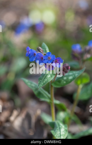 Pulmonaire à feuilles étroites : Pulmonaria longifolia Banque D'Images