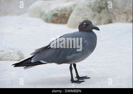 Lava gull (Leucophaeus fuliginosus), l'île de Genovesa, Galapagos, UNESCO World Heritage Site, Equateur, Amérique du Sud Banque D'Images