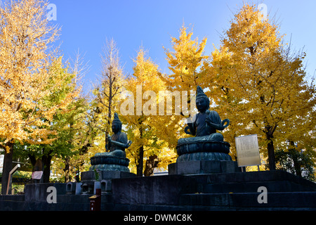 Arbre de ginkgo au temple Sensoji Banque D'Images