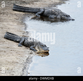 Les alligators américains au soleil Banque D'Images