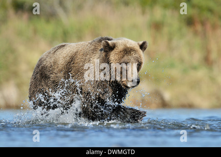 Ours grizzli (Ursus arctos horribilis) pêcher dans l'eau et les poissons à l'avant. Banque D'Images