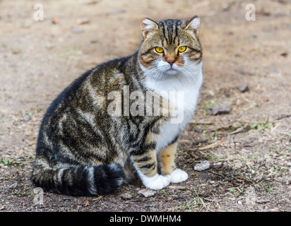 Chat de gouttière Banque D'Images