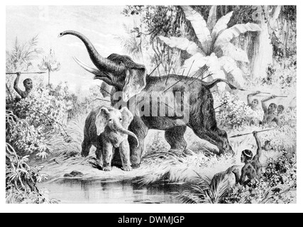 Autochtones spearing un éléphant Banque D'Images