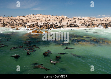 Colonie de phoques à fourrure (Arctocephalus pusillus) à l'île de geyser, Dyer Island au large de Klein baai, Western Cape, Afrique du Sud Banque D'Images