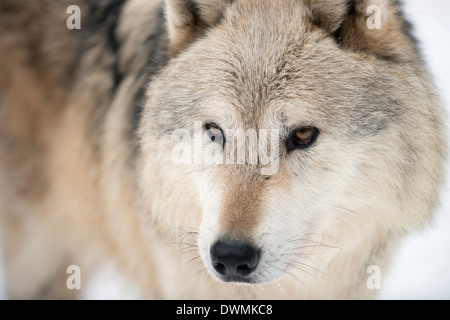 Bois d'Amérique du Nord loup (Canis lupus) en forêt, Wolf Science Centre, Ernstbrunn, Autriche, Europe Banque D'Images