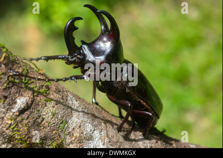 Dynastinae du scarabée rhinocéros (mâle), l'un des plus grands coléoptères du monde, Sabah, Bornéo, Malaisie, Asie du Sud, Asie Banque D'Images