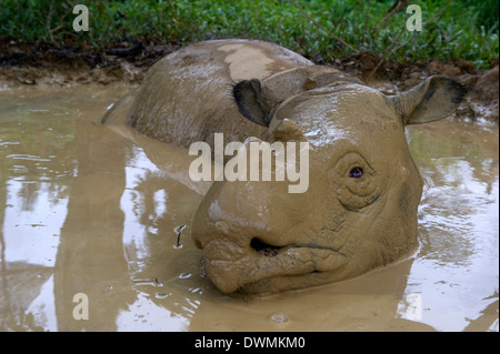 Femme (rhinocéros de Sumatra Dicerorhinus sumatrensis) à se vautrer, Tabin, Sabah, Bornéo, Malaisie, en Asie du sud-est Banque D'Images