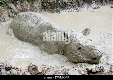 Femme (rhinocéros de Sumatra Dicerorhinus sumatrensis) à se vautrer, Tabin, Sabah, Bornéo, Malaisie, en Asie du sud-est Banque D'Images