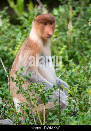 Proboscis Monkey femelle (Nasalis larvatus), Labuk Bay Proboscis Monkey Sanctuary, Sabah, Bornéo, Malaisie, Asie du Sud, Asie Banque D'Images