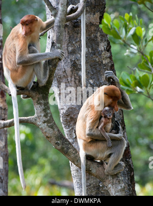 Femelle adulte proboscis monkey (Nasalis larvatus) avec bébé, Labuk Bay Proboscis Monkey Sanctuary, Sabah, Bornéo, Malaisie Banque D'Images