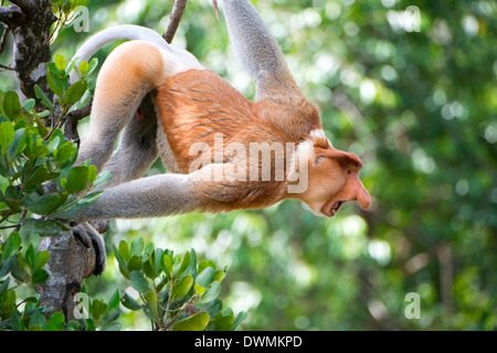 Mâle dominant proboscis monkey (Nasalis larvatus), Labuk Bay Proboscis Monkey Sanctuary, Sabah, Bornéo, Malaisie Banque D'Images