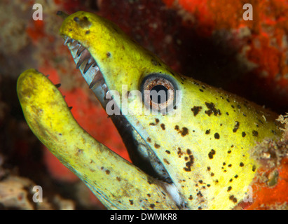 La murène jaune Gymnothorax (melatremus) vivant dans un récif artificiel près de Mabul Island, Mer de Célèbes, Sabah, Malaisie Banque D'Images