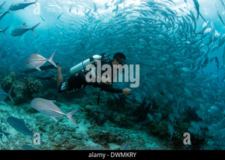 Sous-marine natation plongeur avec caranges (Caranx sexfasciatus) à l'île de Sipadan, Mer de Célèbes, Sabah, Malaisie Banque D'Images