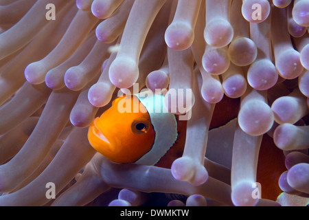 False clown anenomefish (Amphiprion ocellaris) dans les tentacules de son hôte, l'anémone de mer de Célèbes, Sabah, Malaisie Banque D'Images