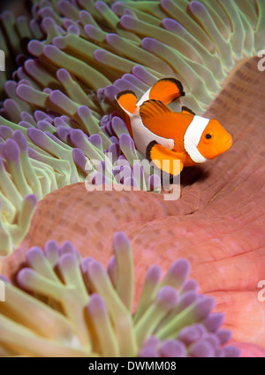 False clown anenomefish (Amphiprion ocellaris) dans les tentacules de son hôte anenome, Mer de Célèbes, Sabah, Malaisie Banque D'Images