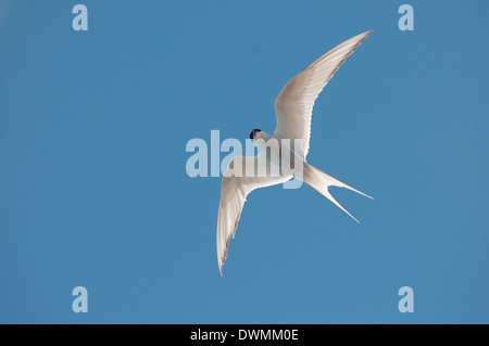 Sterne arctique (Sterna paradisaea) en vol, Nunavut, Canada, Amérique du Nord Banque D'Images