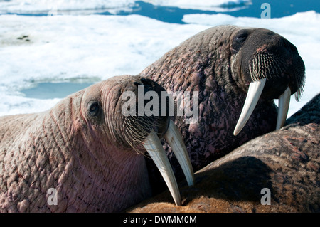 Morse (Odobenus rosmarinus deux), close-up de face, sur la banquise pour se reposer et profiter du soleil, le bassin Foxe, au Nunavut, Canada Banque D'Images