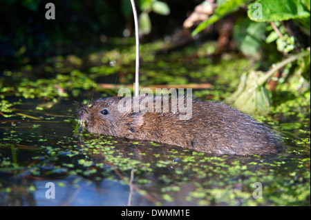 Le campagnol de l'eau (Arvicola terrestris) nager à la surface d'un étang, British Wildlife Centre, Surrey, Angleterre, Royaume-Uni Banque D'Images