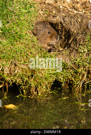 Le campagnol de l'eau (Arvicola terrestris) à l'entrée des terriers, entouré par une pelouse coupée, mangé par les rongeurs herbivores, UK Banque D'Images