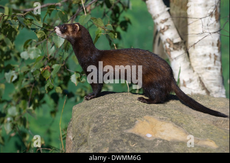 Le putois (Mustela putorius), Royaume-Uni, Europe Banque D'Images