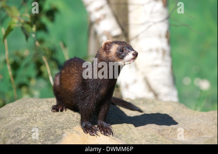 Le putois (Mustela putorius), Royaume-Uni, Europe Banque D'Images