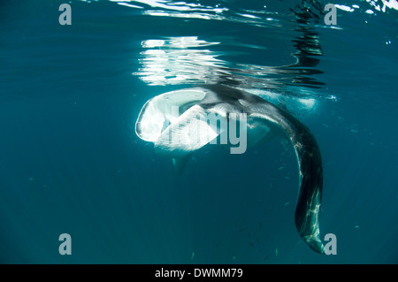 Manta (Manta birostris) se nourrissent de zooplancton en étendant ses lobes céphaliques, Quintana Roo, Mexique, Amérique du Nord Banque D'Images