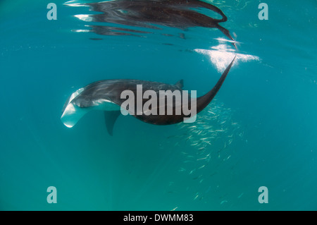 Manta (Manta birostris) se nourrissent de zooplancton, zone de protection marine de Yum Balam, Quintana Roo, Mexique Banque D'Images