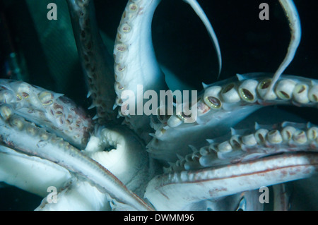 Cavité buccale (bouche) et les tentacules de calmar de Humboldt (Jumbo) (Dosidicus gigas), Golfe de Californie, Basse Californie, Mexique Banque D'Images