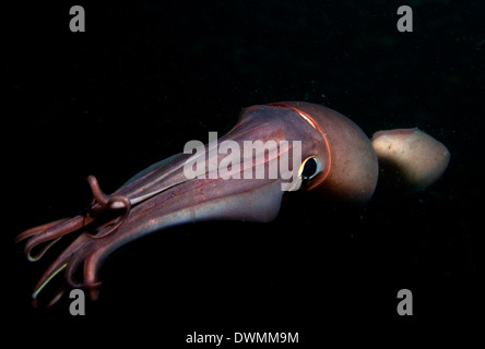 Humboldt (Jumbo) squid (Dosidicus gigas) natation la nuit, Golfe de Californie, Basse Californie, Mexique, Amérique du Nord Banque D'Images