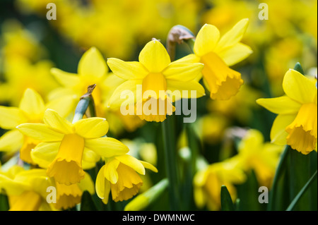 Narcisse tete a tete Banque D'Images