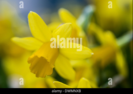 Narcisse tete a tete Banque D'Images