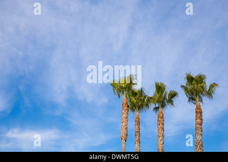 Image couleur simple d'arbres de paume contre un ciel bleu en milieu tropical San Diego en Californie. Banque D'Images
