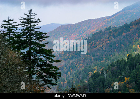 Pins et montagnes plongeant près de Clingman's Dome dans le Great Smoky Mountains National Park, California, USA Banque D'Images