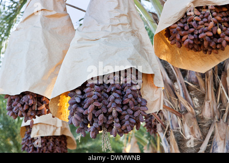 La protection des dates de maturation 'Deglet Nour' (Phoenix dactylifera). Banque D'Images