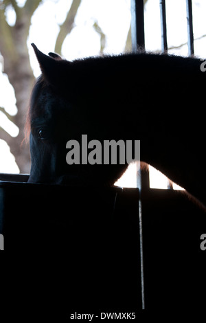 Un cheval à la porte de l'écurie de manger Banque D'Images