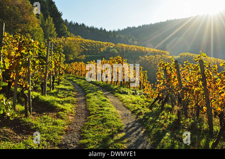 Vignobles, Ortenau, Baden Wine Route, Baden-Wurttemberg, Germany, Europe Banque D'Images