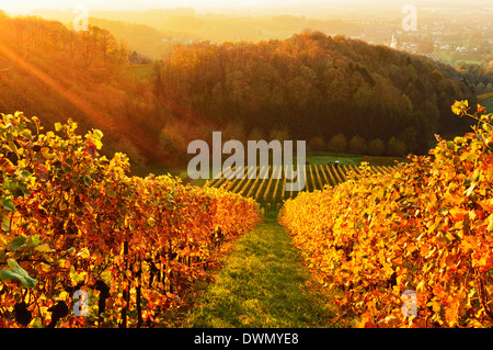 Vignobles, Ortenau, Baden Wine Route, Baden-Wurttemberg, Germany, Europe Banque D'Images