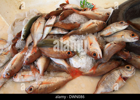 Poisson frais disposés sur la dalle, Just Landed vivaneau rouge,de la mer à l'assiette en quelques heures encore en mouvement. Banque D'Images