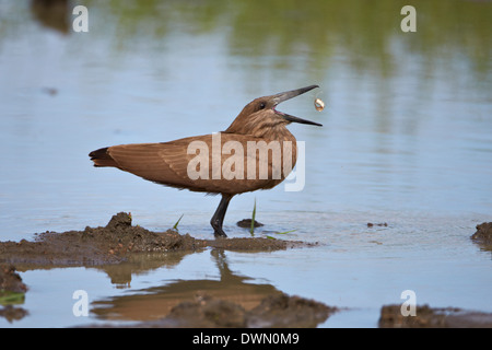 (Scopus umbretta Hamerkop) retournant un poisson, Imfolozi Game Reserve, Afrique du Sud, l'Afrique Banque D'Images