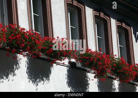 Miltenberg, Bavière, Allemagne. Partie ancienne de la ville, maisons à colombages bien entretenues avec les boîtes à fleurs Banque D'Images
