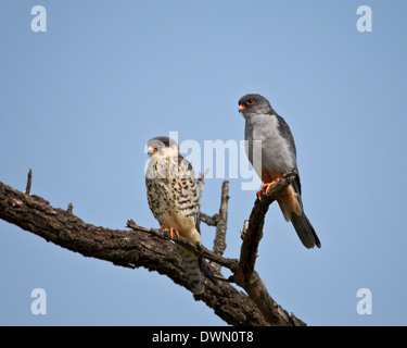 L'Amur falcon (faucon kobez) (Falco amurensis) paire, Kruger National Park, Afrique du Sud, l'Afrique Banque D'Images