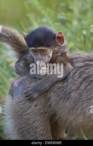 Bébé babouin Chacma (Papio ursinus), Kruger National Park, Afrique du Sud, l'Afrique Banque D'Images