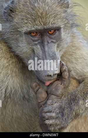 Babouin Chacma (Papio ursinus) lécher une blessure à son pied, Kruger National Park, Afrique du Sud, l'Afrique Banque D'Images