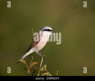 Pie-grièche écorcheur (Lanius collurio), Kruger National Park, Afrique du Sud, l'Afrique Banque D'Images