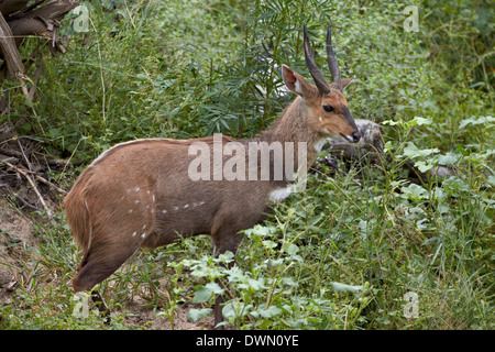 Bushbuck (imbabala) (Tragelaphus sylvaticus) buck, Kruger National Park, Afrique du Sud, l'Afrique Banque D'Images