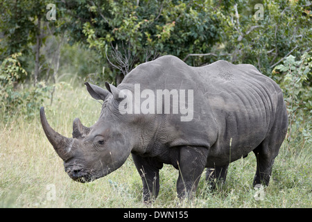 Le rhinocéros blanc (Ceratotherium simum), Kruger National Park, Afrique du Sud, l'Afrique Banque D'Images